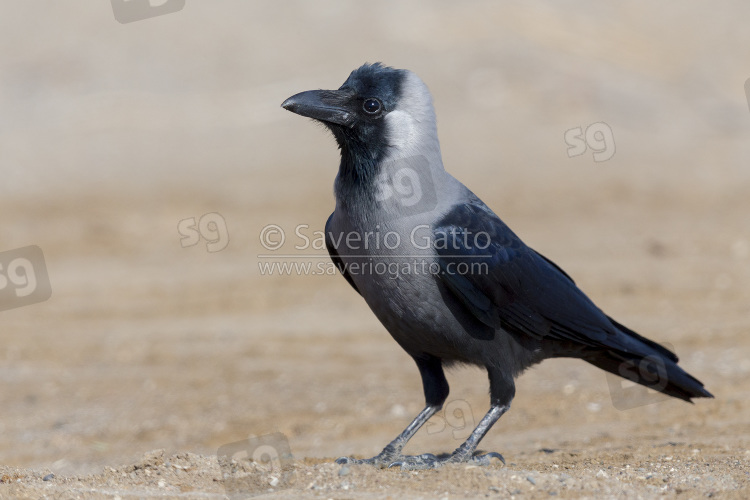 House Crow